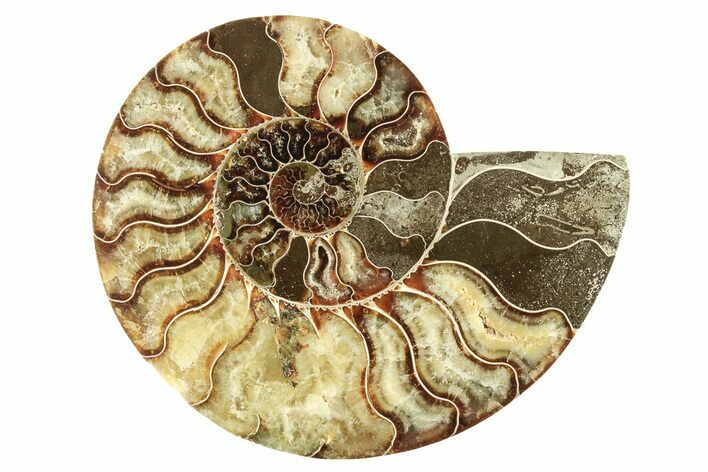 Cut & Polished Ammonite Fossil (Half) - Madagascar #266548